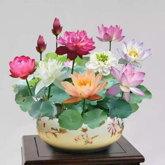 Bonsai Lotus Flower Seeds for Mystic Lotus Garden