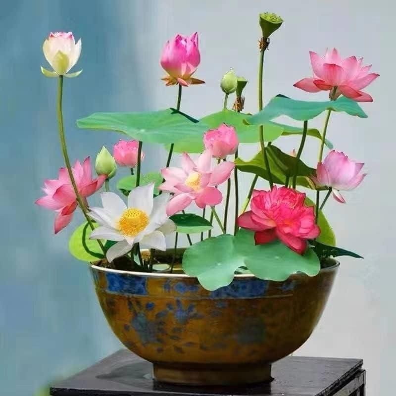 Bonsai Lotus Flower Seeds for Mystic Lotus Garden