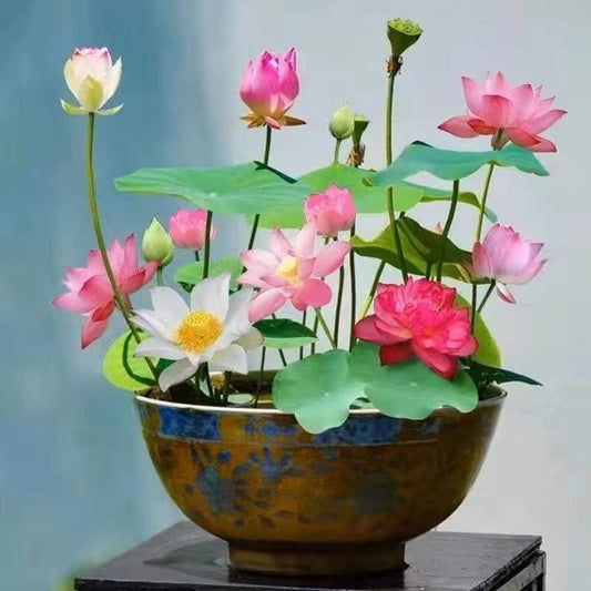 Bonsai Lotus Flower Seeds for Mystic Lotus Garden
