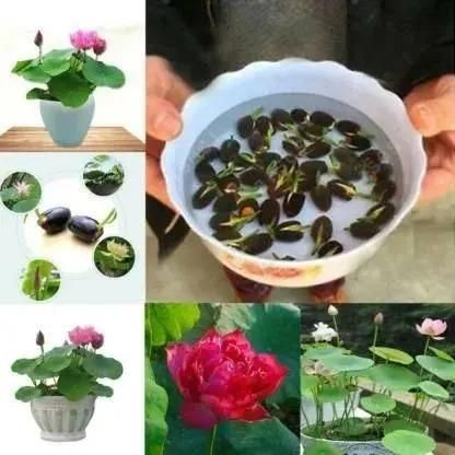 Bonsai Lotus Flower Seeds for Mystic Lotus Garden
