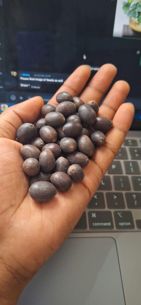 Bonsai Lotus Flower Seeds for Mystic Lotus Garden