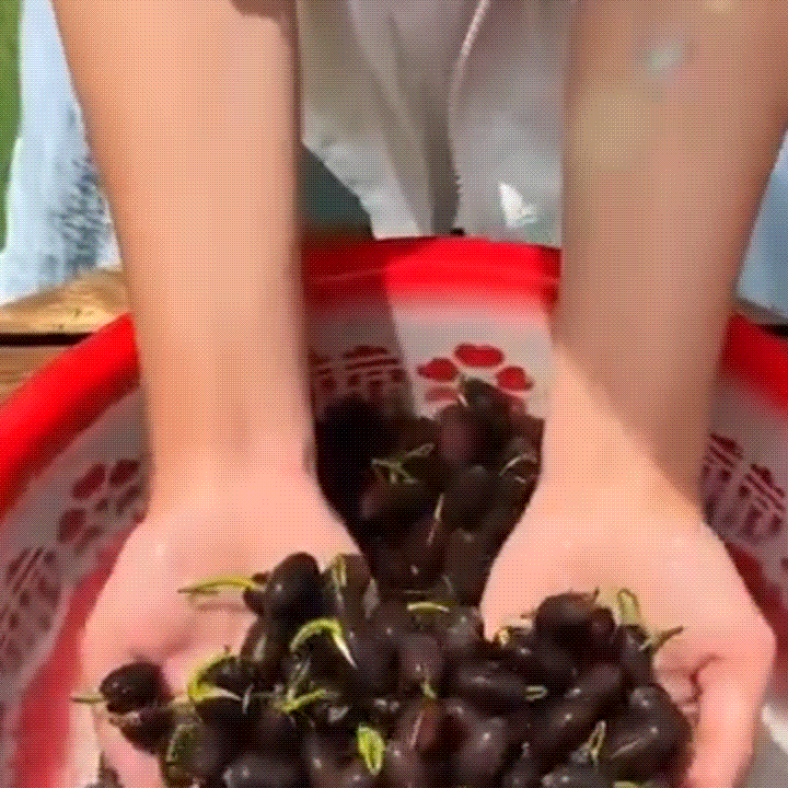 Bonsai Lotus Flower Seeds for Mystic Lotus Garden